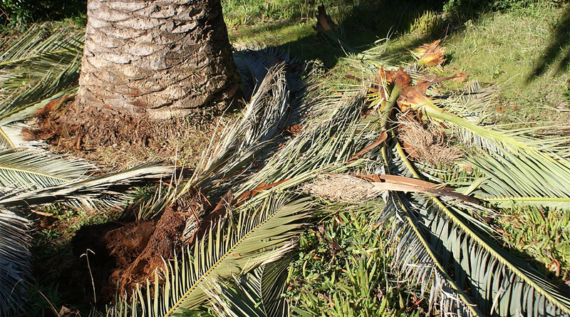Die an der Basis ausgefressenen Palmwedel fallen aus der Krone - Bild: Von Küchenkraut - Eigenes Werk, CC BY-SA 3.0, https://commons.wikimedia.org/w/index.php?curid=23444418
