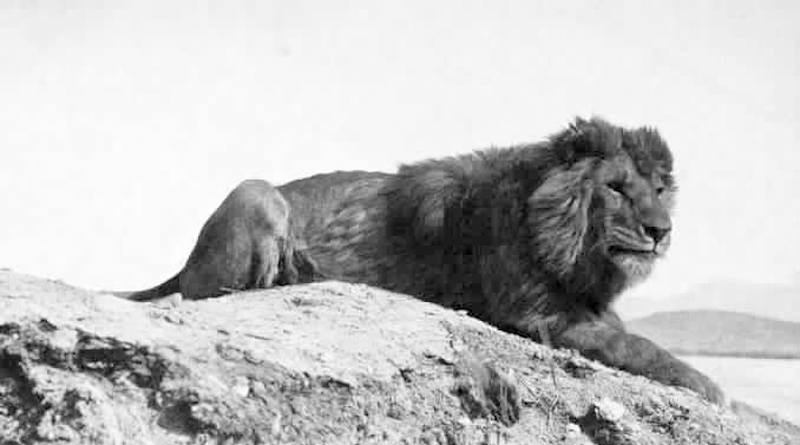 Berberlöwe um 1893