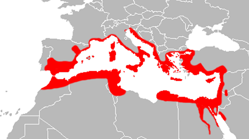 Verbreitung des Halbfingergeckos rund um das Mittelmeer - Grafik Wikipedia