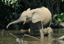 Der Elefant lebte bis 600 n. Chr. in Tunesien