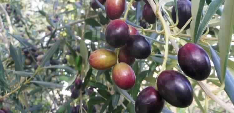 Olivensorten Tunesien: Chemlali Olive (Region Sfax)