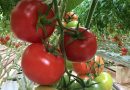 Oasen-Tomaten