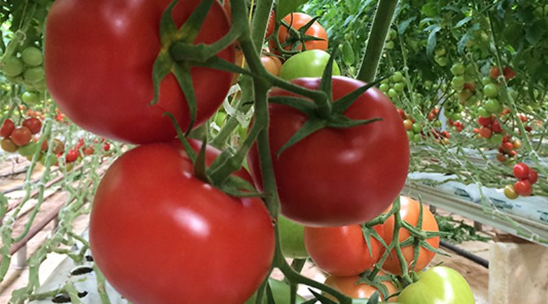 Export von 4742 Tonnen Tomaten aus geothermischem Anbau Oasen-Tomaten