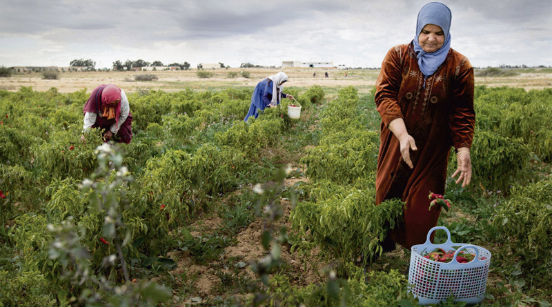 UTICA Landarbeiterinnen in Tunesien