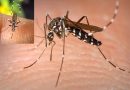Mückenstiche Tigermücke