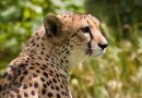 Ausgestorbene Tiere in Tunesien: Der nordwestafrikanische Gepard