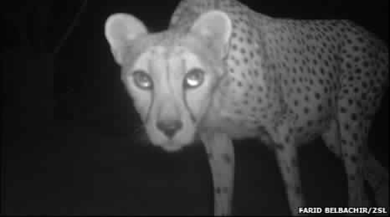 Nordafrikanischer Gepard (Fotofalle Zoological Society of London) 2009