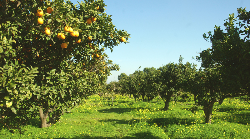 Exportsaison 2022/23 40% Zitrusplantage auf Cap Bon Malteser