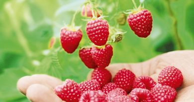 Symbolfoto Himbeeren von San Lucar