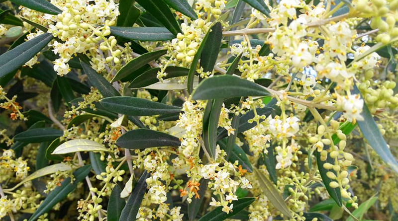Olivenblüte am 30. April 2019 in Akouda, Gouvernorat Sousse