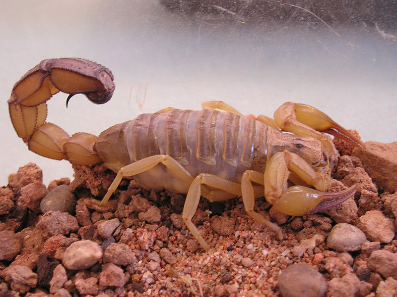 Giftige Tierarten in Tunesien: Androctonus australis - Sahara-Skorpion oder Nordafrikanischer Dickschwanzskorpion