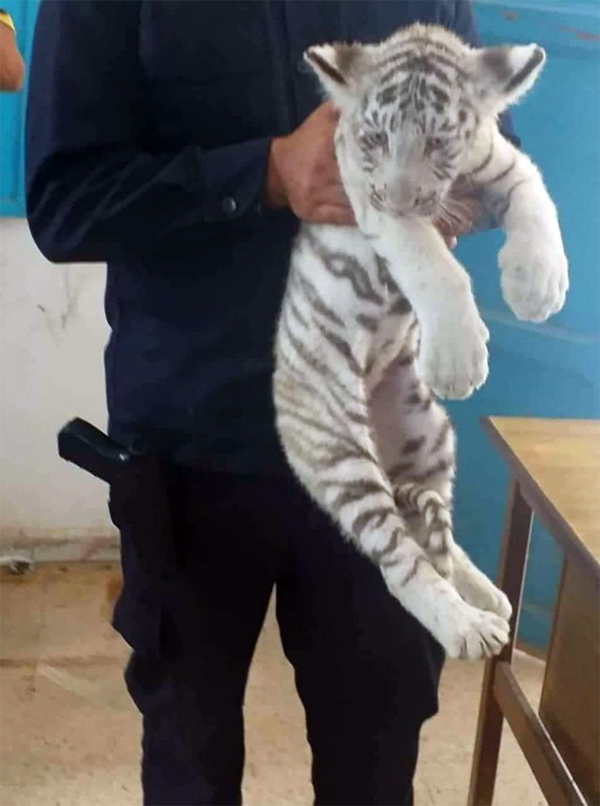 Am 15. Juni 2019 beschlagnahmte weiße Tigerbabies aus dem Park Friguia