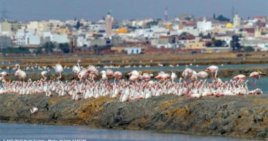 Titelbild: Flamingos in Sahline - Bild: Association "Les Amis des Oiseaux" (AAO)