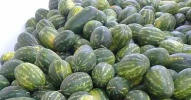 Obstausfuhren 2022 Obstausfuhren 2021 Tunesische Wassermelonen