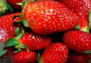 Erdbeerernte 2022 Tunesische Erdbeeren - Erdbeerernte 2020 auf der Halbinsel Cap Bon hat begonnen