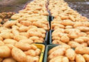Pufferbestand Kartoffeln