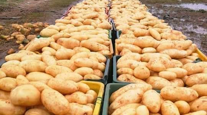 Pufferbestand Kartoffeln