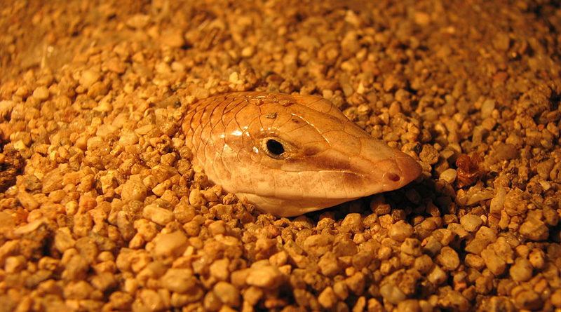 Der Fisch der Wüste: Apothekerskink (Scincus scincus) oder auch Sandfisch