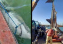Djerba: Weißer Hai im Krabbennetz