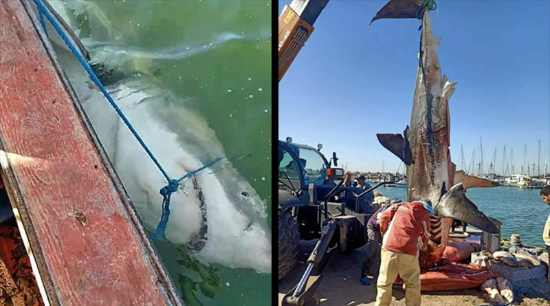 Djerba: Weißer Hai im Krabbennetz