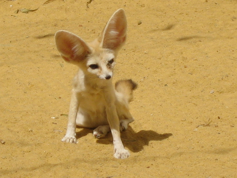 Wüstenfuchs Fennek