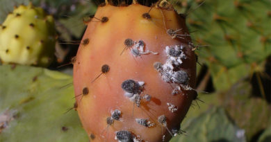 Die Rote Kaktusschildlaus bedroht die Kaktusfeigen Tunesiens - Titelbild: Von H. Zell - Eigenes Werk, CC BY-SA 3.0, https://commons.wikimedia.org/w/index.php?curid=17313026